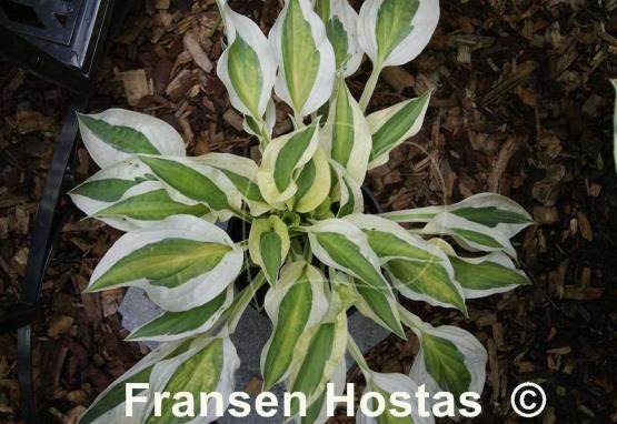 Hosta Naked Lady